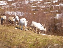 20 Även renar fanns det gott om